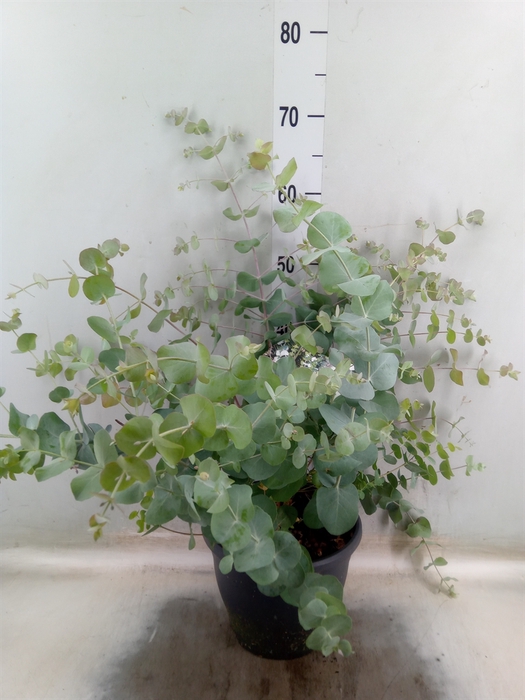 <h4>Eucalyptus cinerea</h4>