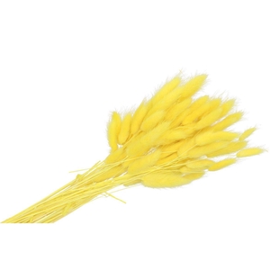 Dry Lagurus Vanille P/50 Gram