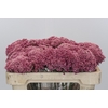 Ozothamnus Booming Pink