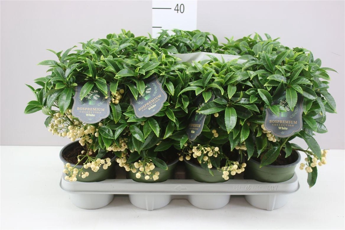 <h4>Ardisia Crenata Bos Premium White</h4>