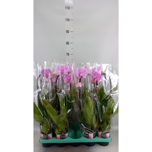 Phalaenopsis   ...
