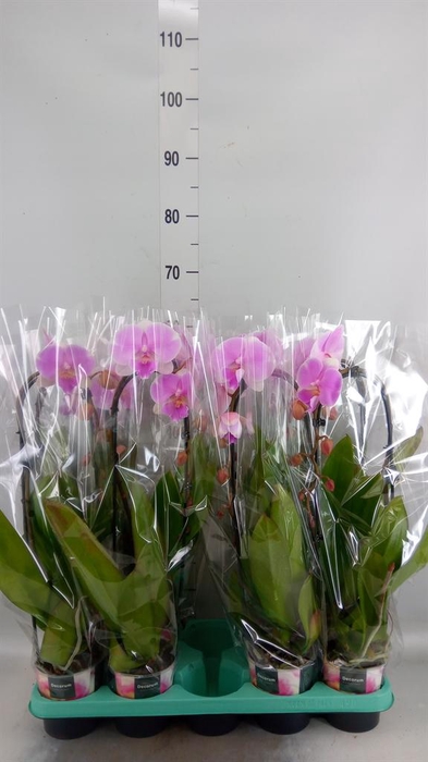 <h4>Phalaenopsis   ...</h4>