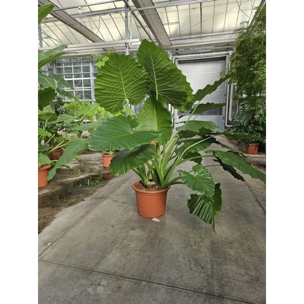 <h4>Alocasia overig</h4>
