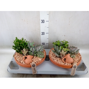 Arr.  Succulents H%