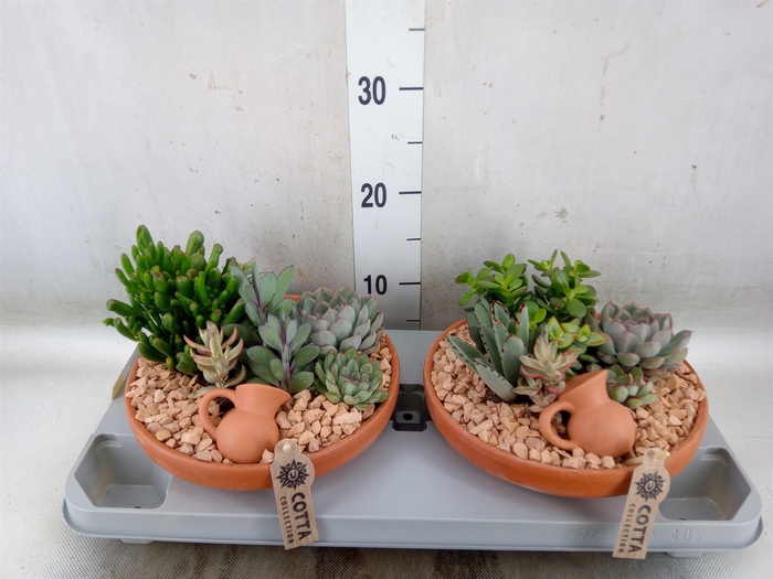 <h4>Arr.  Succulents H%</h4>