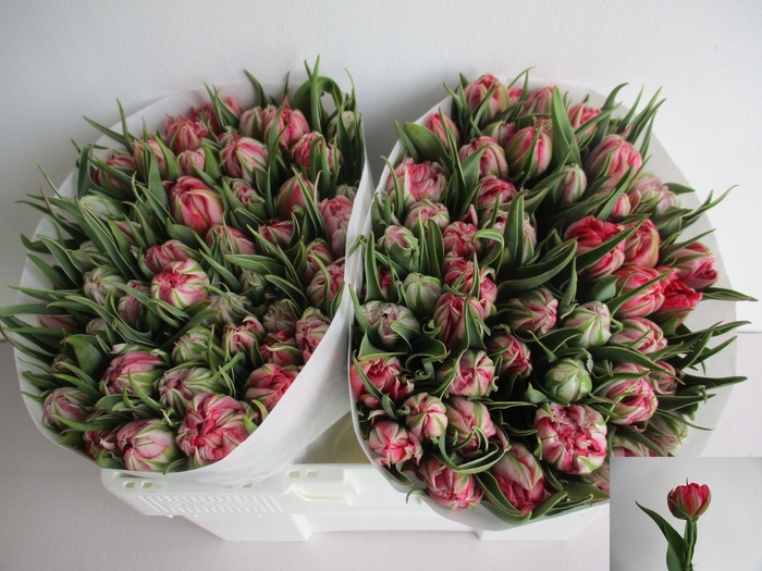 <h4>TU DU FLASH POINT</h4>