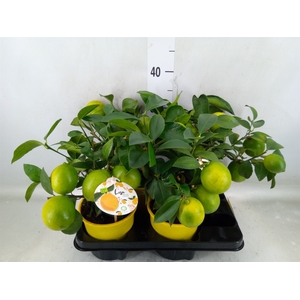 Citrus meyeri 'Meyer'