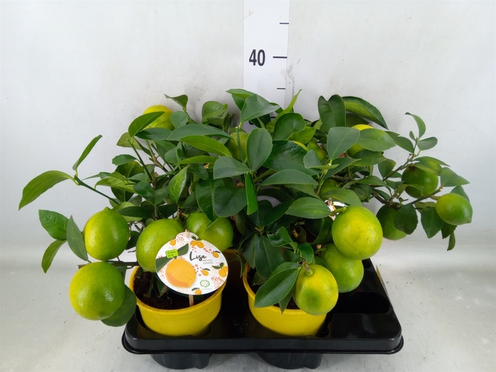 <h4>Citrus meyeri 'Meyer'</h4>