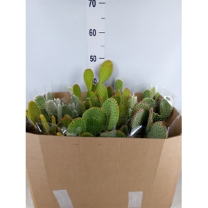 Opuntia microdasys