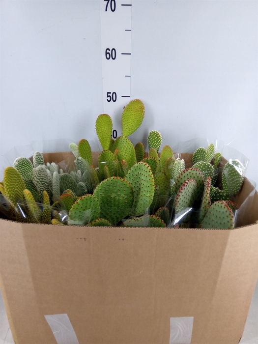 <h4>Opuntia microdasys</h4>