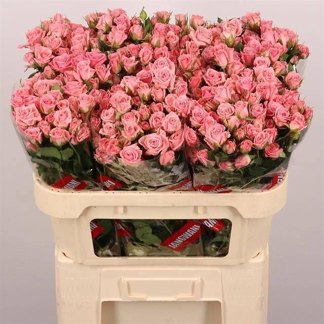 <h4>R TR ODILIA</h4>