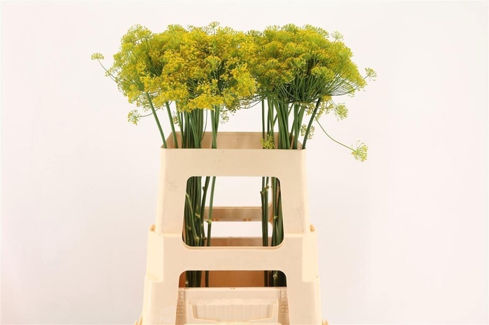 <h4>ANET GRAVEOLENS</h4>