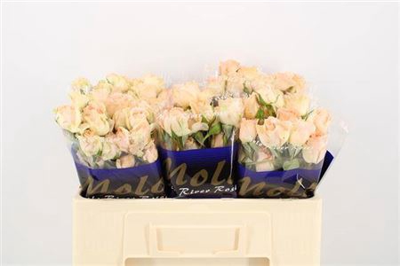 <h4>Rosa spray 4-Good Weddings+</h4>