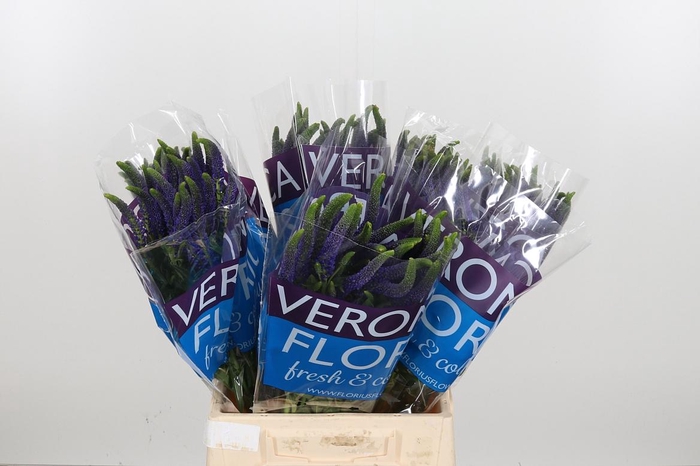 <h4>Veron Smart Navy</h4>