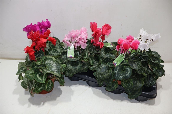 <h4>Cycl Gr Hal Curly</h4>