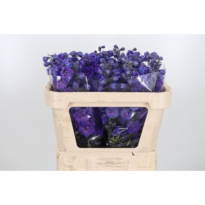 Delphinium El Christel