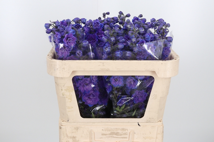 <h4>Delphinium El Christel</h4>