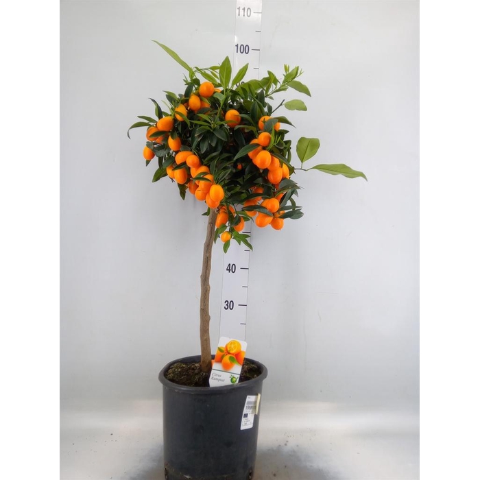 <h4>Citrus   ...</h4>