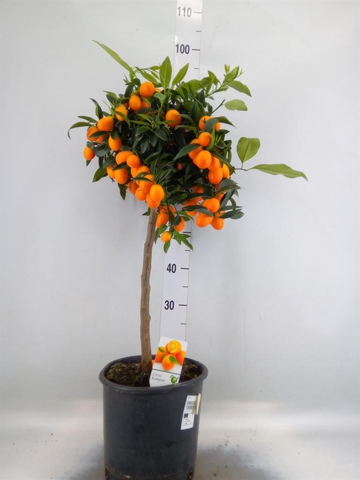 Citrus   ...