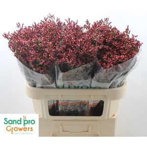 LIMONIUM SINENSE 'SCARLET DIAMOND'