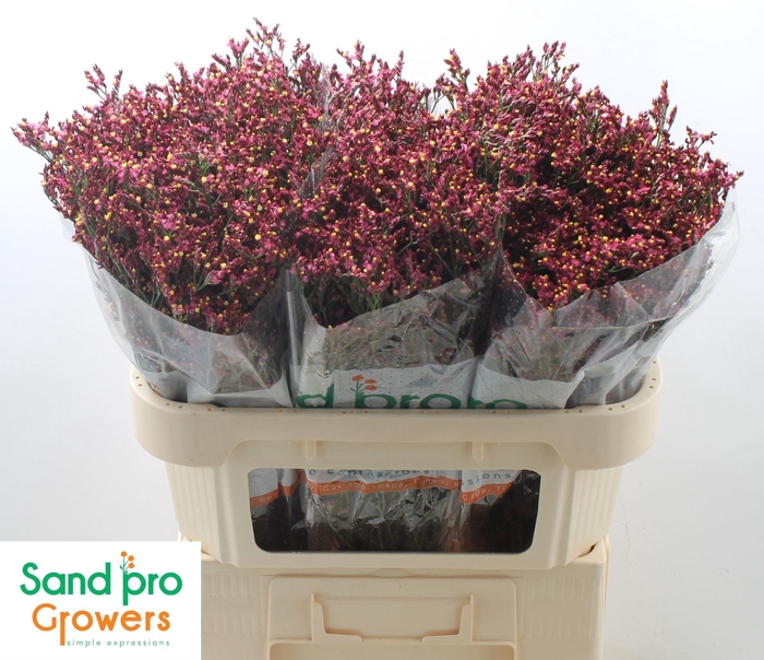 <h4>LIMONIUM SINENSE 'SCARLET DIAMOND'</h4>