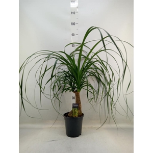 Beaucarnea recurvata