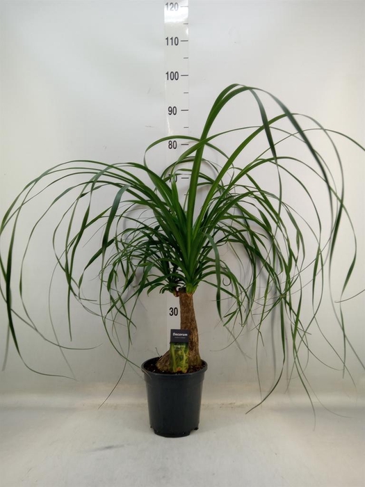 <h4>Beaucarnea recurvata</h4>