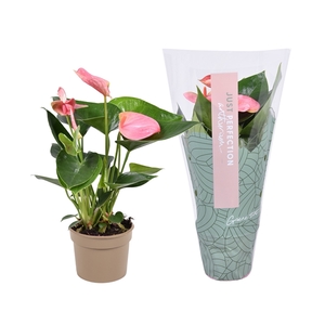 Anthurium Sweet Dream ''Just perfection®'' (XL-Flowers)