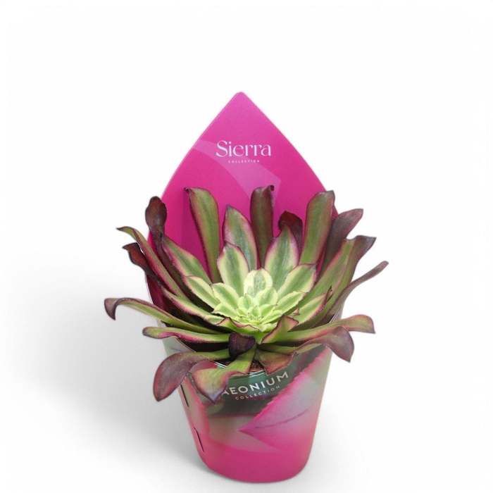 <h4>Sierra's - Aeonium Mardi Grass</h4>