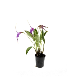 ORCHIDEEEN OVERIG