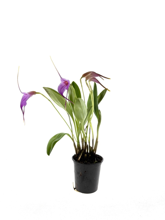 <h4>ORCHIDEEEN OVERIG</h4>