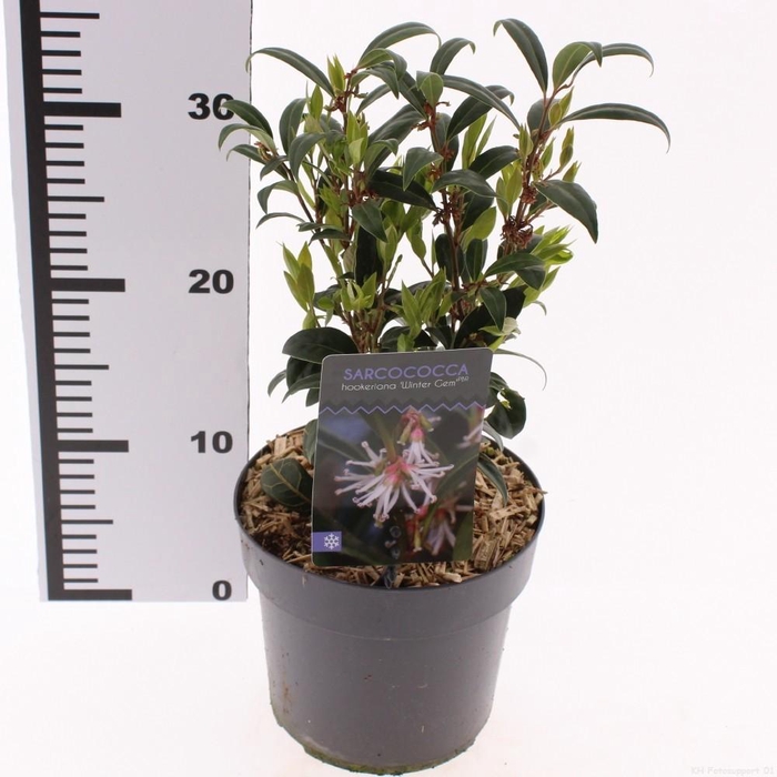 <h4>Sarcococca Winter Gem</h4>