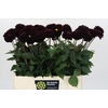 Dahlia Dark Prince