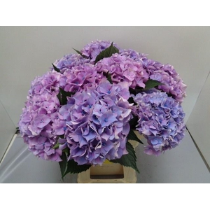 HYDR M ROYAL LOVE B