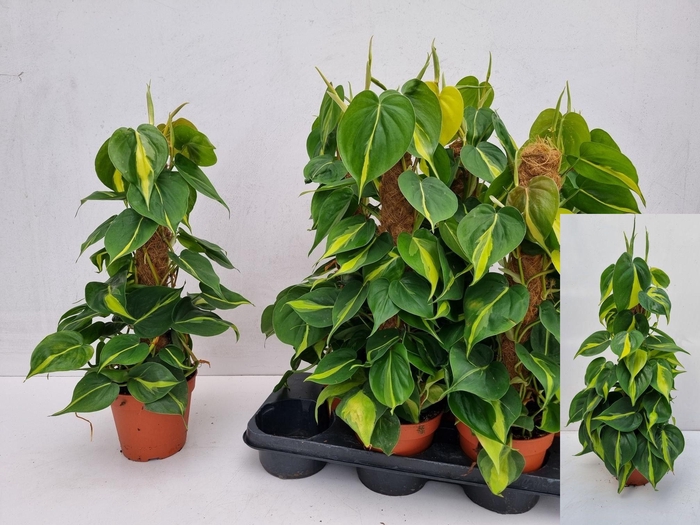 <h4>PHIL SCANDENS BRASIL</h4>