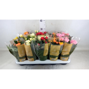 Rosa  'Kordana Grande'   ...mix