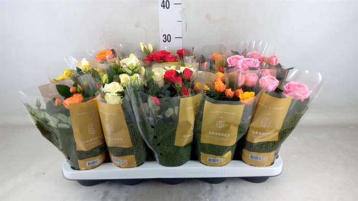 <h4>Rosa  'Kordana Grande'   ...mix</h4>