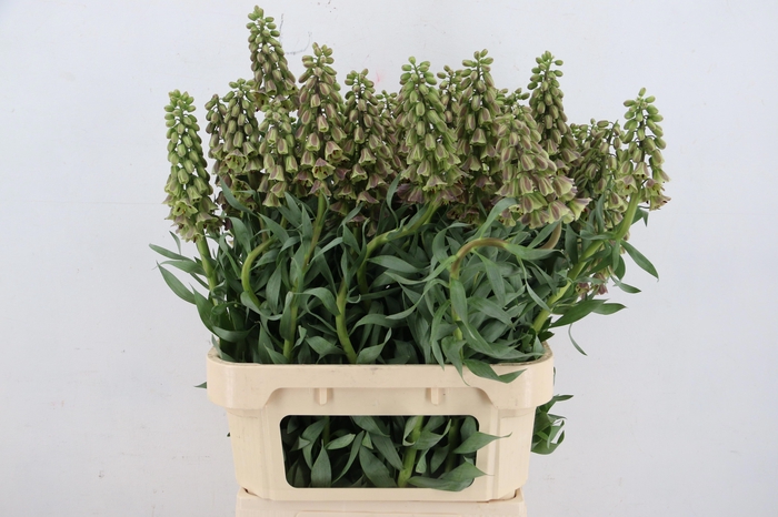 FRIT MAGIC BELLS ARTISTIEK 060CM