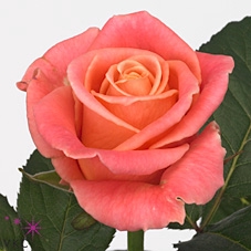 Rosa large miss piggy