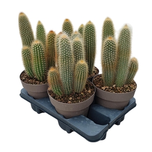 WEBERBAUEROCEREUS JOHNSONII - POT Ø 16 - TRAY 4 PCS (CACTUS)