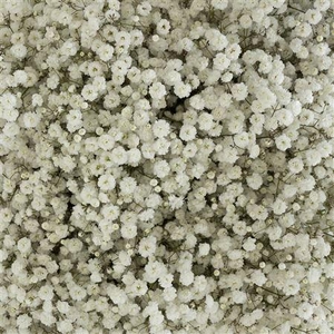 Gypsophila Xlence 40gr