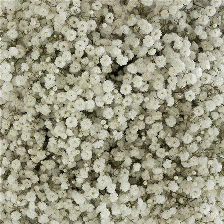 <h4>Gypsophila Xlence 40gr</h4>