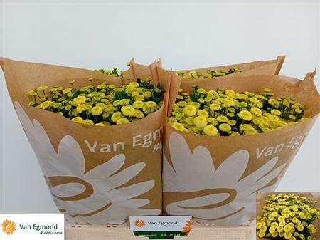 <h4>Tana Pa Amazone</h4>