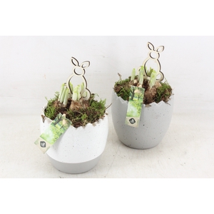 arr4 Narcis JS - Ker. ei grey/white x6