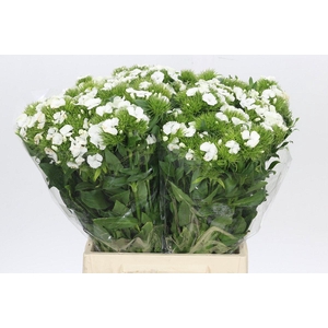 Dianthus Br White Duke