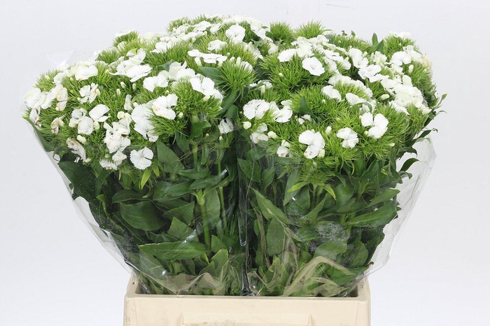<h4>Dianthus Br White Duke</h4>