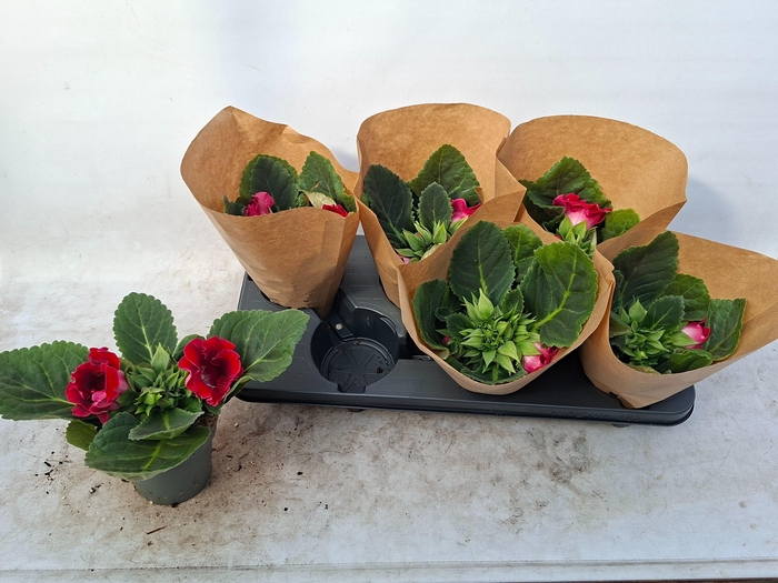 <h4>SINN AVANTI SCARLET</h4>