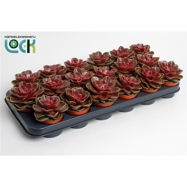 <h4>Echeveria Magic Red</h4>