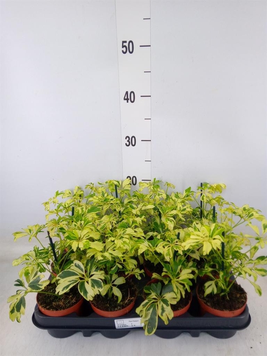 <h4>Schefflera arbor. 'Janine'</h4>