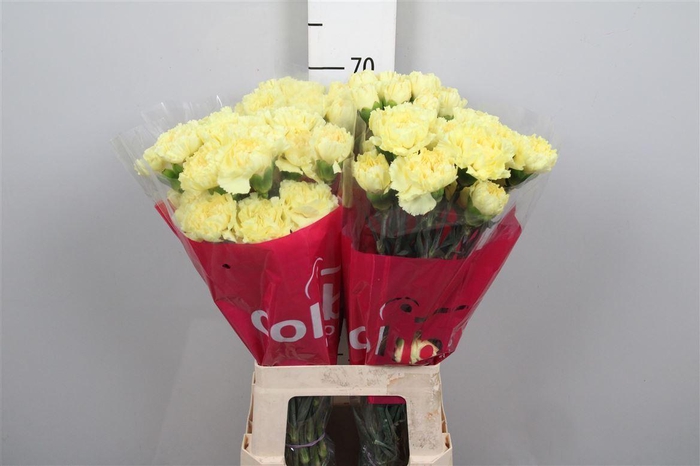 <h4>Di St Hermes</h4>